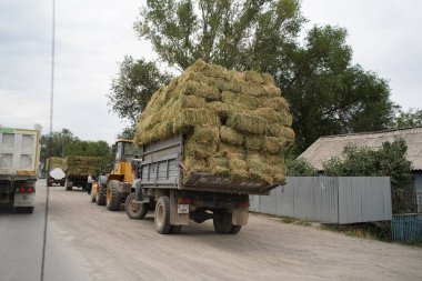 Almaty, Kazakistan - 08.03.2021: Tarlalarda toplanan samanları kamyonlar dağıtıyor