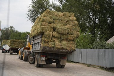 Almaty, Kazakistan - 08.03.2021: Tarlalarda toplanan samanları kamyonlar dağıtıyor