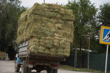 Almaty, Kazakistan - 08.03.2021: Tarlalarda toplanan samanları kamyonlar dağıtıyor