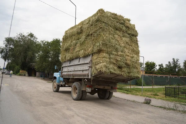 Almaty Kazachstan 2021 Ciężarówki Dostarczają Siano Zebrane Polach — Zdjęcie stockowe