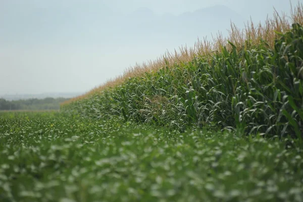 A row of corn stalks in a field on the farm.