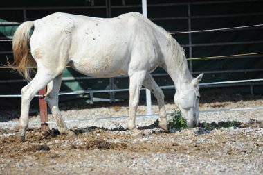 Almaty, Kazakistan - 10.08.2016: Atlar açık havada bir ağılda duruyorlar