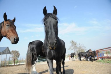 Almaty, Kazakistan - 10.08.2016: Atlar açık havada bir ağılda duruyorlar
