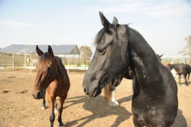 Almaty, Kazakistan - 10.08.2016: Atlar açık havada bir ağılda duruyorlar