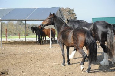Almaty, Kazakistan - 10.08.2016: Atlar açık havada bir ağılda duruyorlar