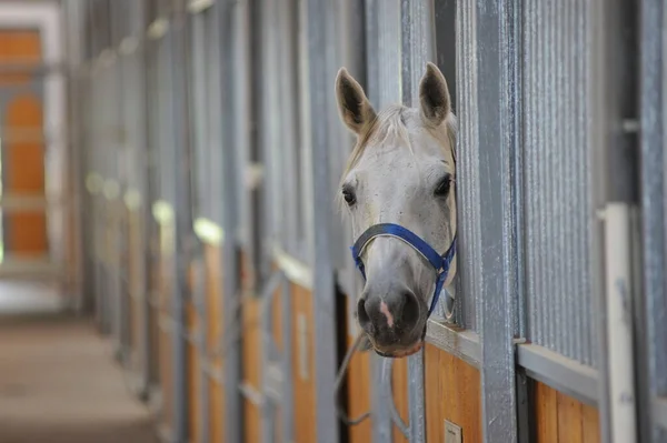 Almaty Cazaquistão 2016 Cavalo Está Cais Especial — Fotografia de Stock
