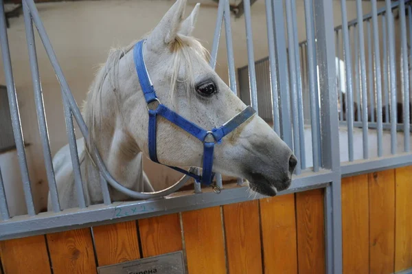 Almaty Kasachstan 2016 Das Pferd Steht Einer Speziellen Koppel — Stockfoto