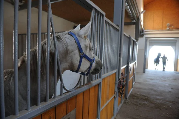 Almaty Kazakhstan 2016 Cheval Est Debout Dans Enclos Spécial — Photo