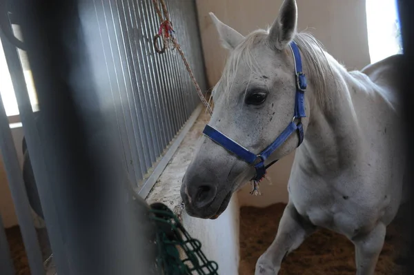 Almaty Kazakhstan 2016 Cheval Est Debout Dans Enclos Spécial — Photo