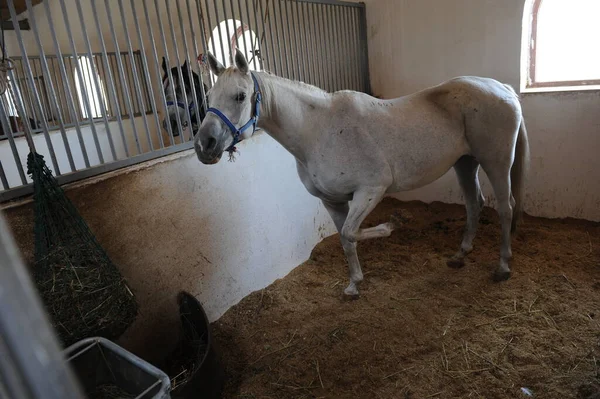 Almaty Kazakhstan 2016 Cheval Est Debout Dans Enclos Spécial — Photo