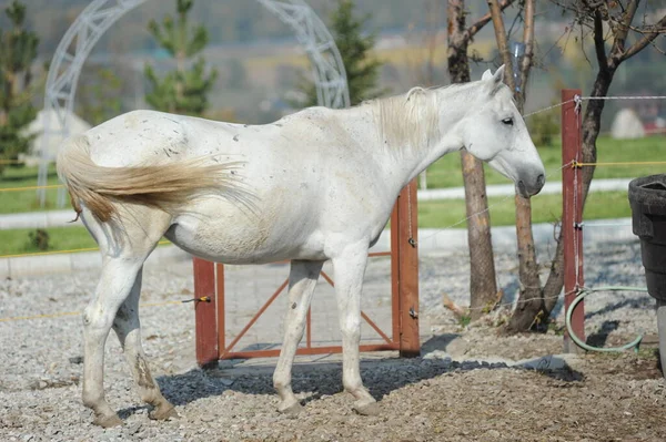 Almaty Kazakhstan 2016 Horses Standing Corral Open Air — Stock Photo, Image