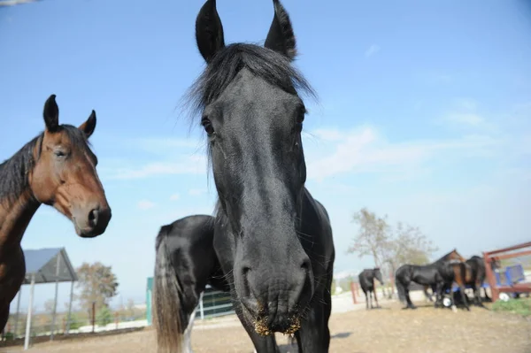 Almaty Kazajstán 2016 Los Caballos Están Pie Corral Aire Libre — Foto de Stock