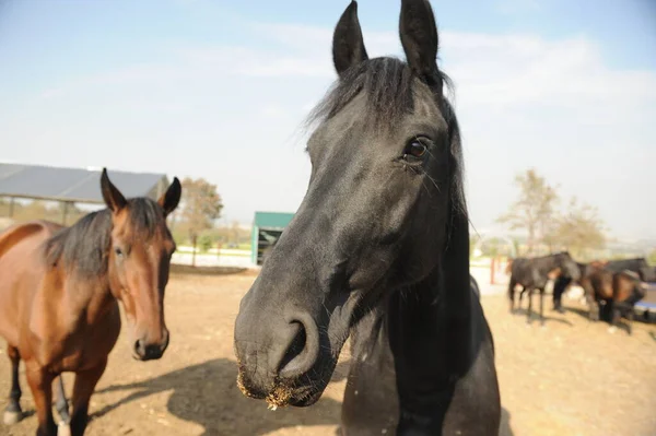 Almaty, Kazakistan - 10.08.2016: Atlar açık havada bir ağılda duruyorlar