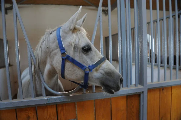 Almaty Kazakistan 2016 Cavallo Piedi Recinto Speciale — Foto Stock