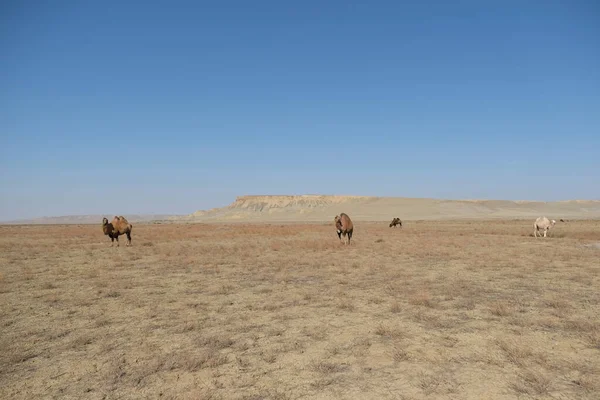 Une Zone Sablonneuse Déserte Avec Des Chameaux — Photo