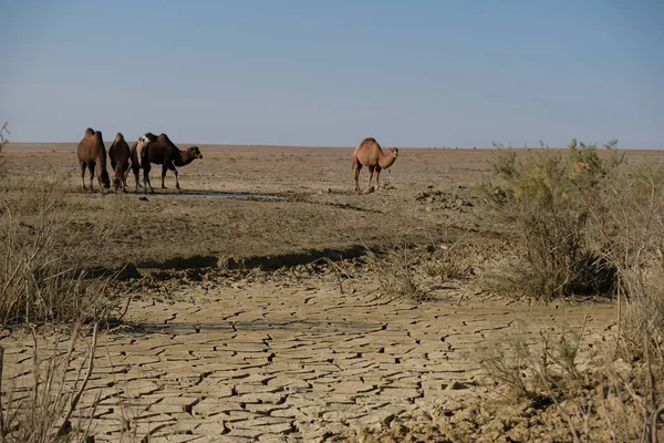 Deserted Sandy Area Camels — Stock Photo, Image