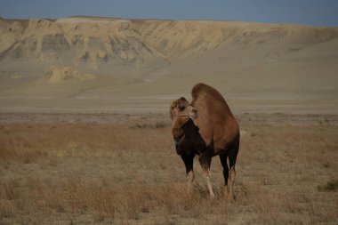 Aral Denizi yakınlarındaki kumlu bir çölde develer..