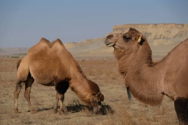 Aral Denizi yakınlarındaki kumlu bir çölde develer..
