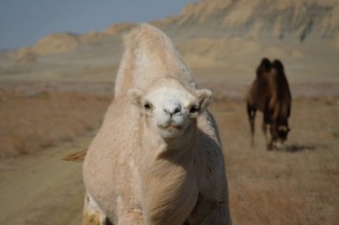 Aral Denizi yakınlarındaki kumlu bir çölde develer..
