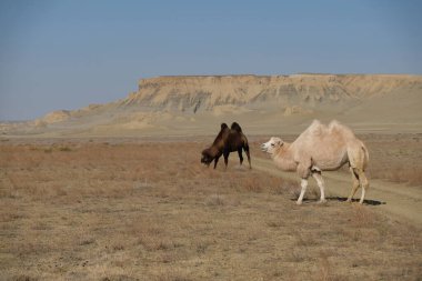 Aral Denizi yakınlarındaki kumlu bir çölde develer..