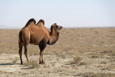 Aral Denizi yakınlarındaki kumlu bir çölde develer..