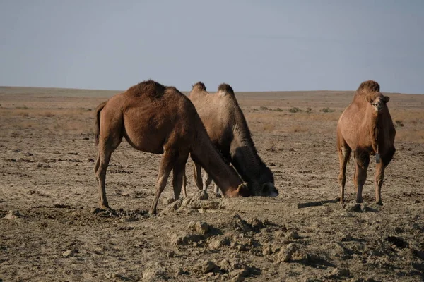 Καμήλες Αμμώδη Περιοχή Της Ερήμου Κοντά Στην Αράλη Θάλασσα — Φωτογραφία Αρχείου