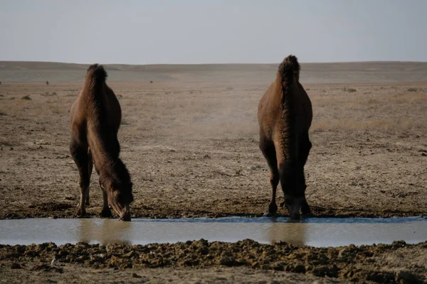 Kamele Auf Einem Sandigen Wüstengebiet Aralsee — Stockfoto