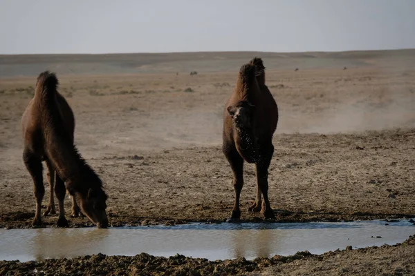 アラル海近くの砂漠地帯のラクダ — ストック写真