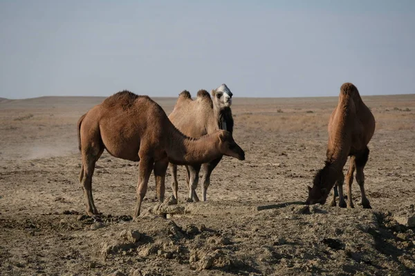 Kamelen Een Zandwoestijn Gebied Buurt Van Het Aral Sea — Stockfoto