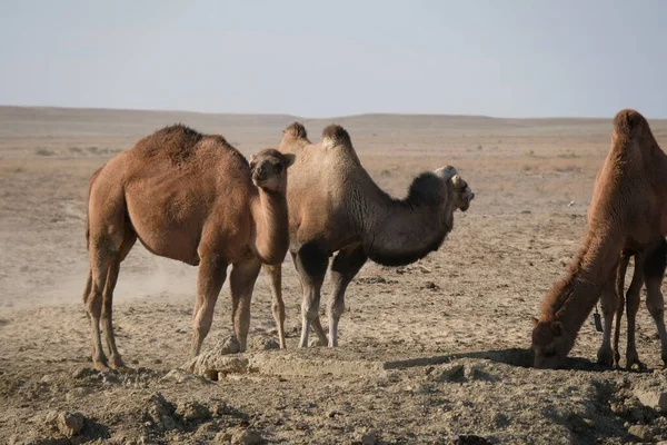 Camellos Territorio Desierto Arenoso Cerca Del Mar Aral —  Fotos de Stock