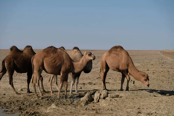 Kamele Auf Einem Sandigen Wüstengebiet Aralsee — Stockfoto