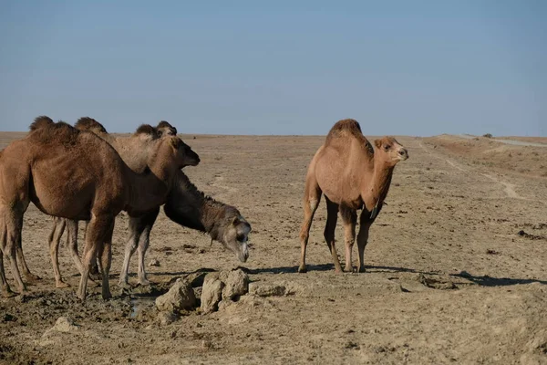 Wielbłądy Piaszczystym Pustynnym Terytorium Pobliżu Morza Aralskiego — Zdjęcie stockowe