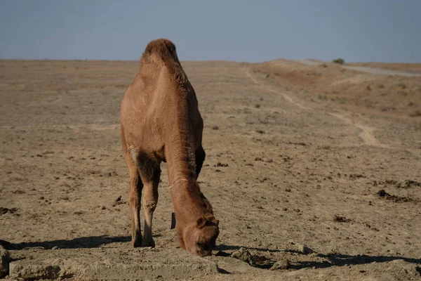 Kamele Auf Einem Sandigen Wüstengebiet Aralsee — Stockfoto