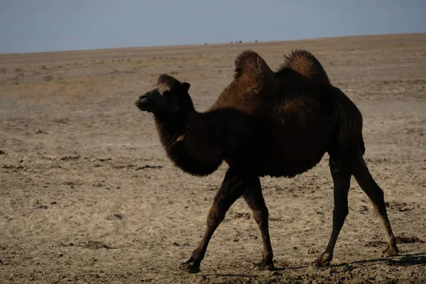 Cammelli Territorio Desertico Sabbioso Vicino Mare Aral — Foto Stock