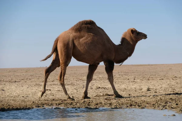 Camelos Território Deserto Arenoso Perto Mar Aral — Fotografia de Stock