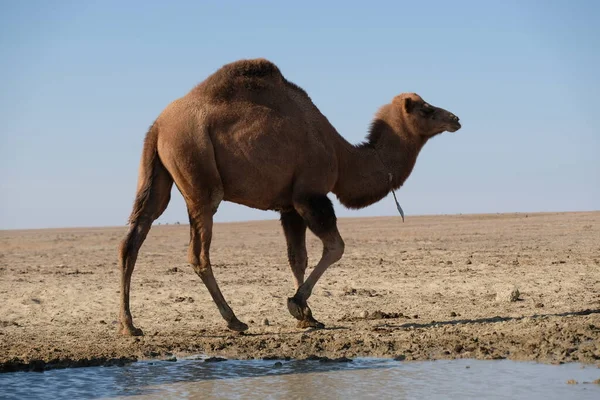 Wielbłądy Piaszczystym Pustynnym Terytorium Pobliżu Morza Aralskiego — Zdjęcie stockowe
