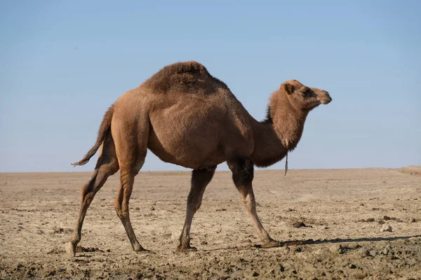 Camels Sandy Desert Territory Aral Sea — Stock Photo, Image