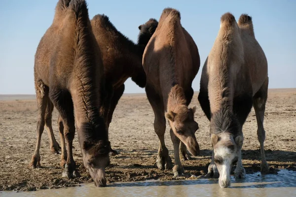 Camellos Territorio Desierto Arenoso Cerca Del Mar Aral —  Fotos de Stock