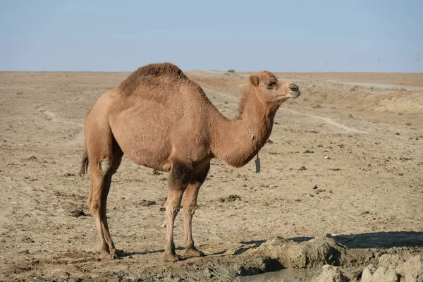 Kamele Auf Einem Sandigen Wüstengebiet Aralsee — Stockfoto