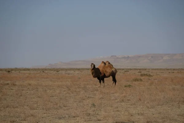 Kamelen Een Zandwoestijn Gebied Buurt Van Het Aral Sea — Stockfoto