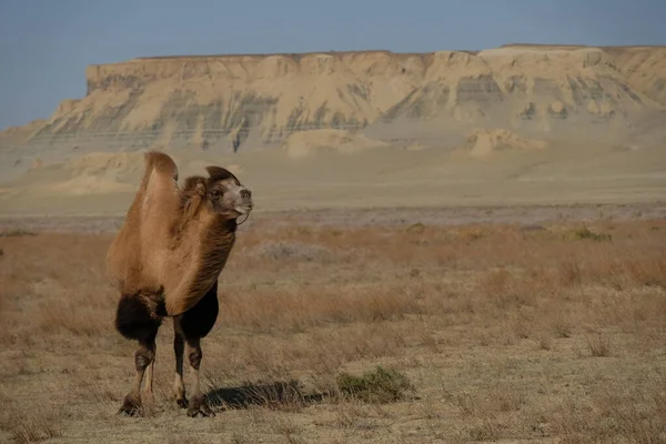 Camellos Territorio Desierto Arenoso Cerca Del Mar Aral —  Fotos de Stock