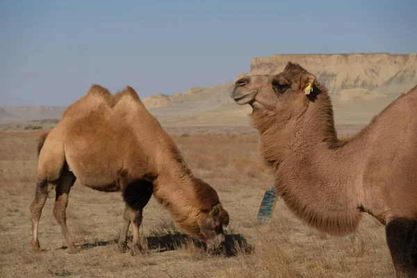 Camels Sandy Desert Territory Aral Sea — Stock Photo, Image