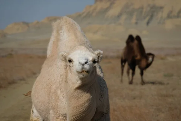 Camellos Territorio Desierto Arenoso Cerca Del Mar Aral —  Fotos de Stock