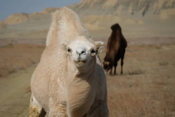 Καμήλες Αμμώδη Περιοχή Της Ερήμου Κοντά Στην Αράλη Θάλασσα — Φωτογραφία Αρχείου