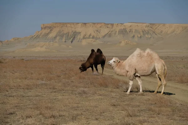 Kamelen Een Zandwoestijn Gebied Buurt Van Het Aral Sea — Stockfoto