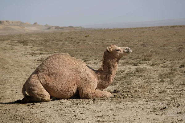 Camelos Território Deserto Arenoso Perto Mar Aral — Fotografia de Stock