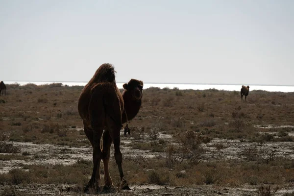 Camels Sandy Desert Territory Aral Sea — Stock Photo, Image