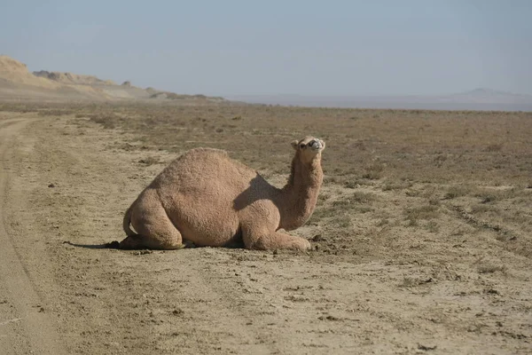 Kamele Auf Einem Sandigen Wüstengebiet Aralsee — Stockfoto