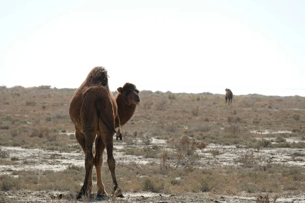 Camels Sandy Desert Territory Aral Sea — Stock Photo, Image