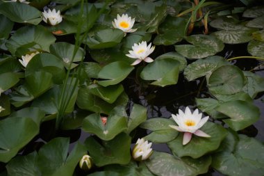 Şehir havuzunda, parkta vahşi zambaklar. Sonbahar zamanı.